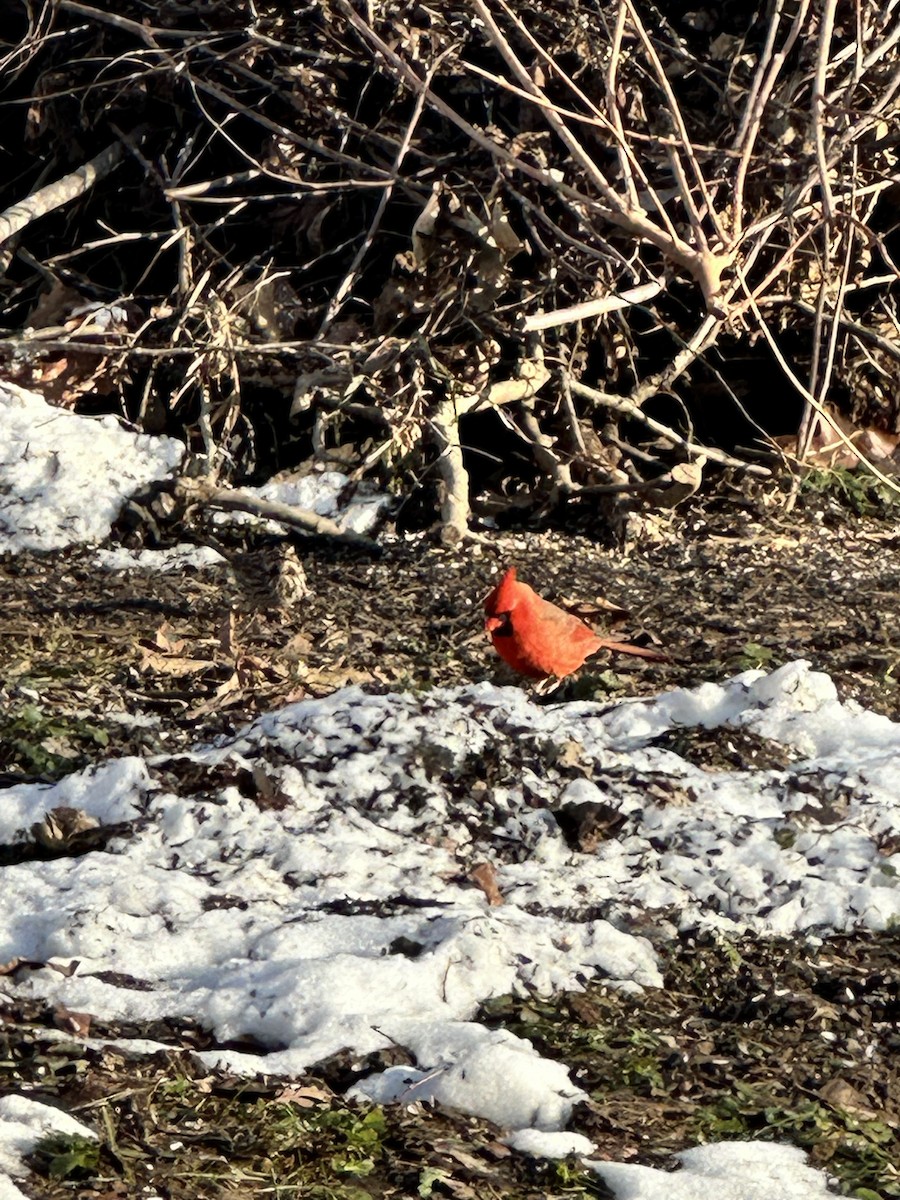 Northern Cardinal - ML647090188