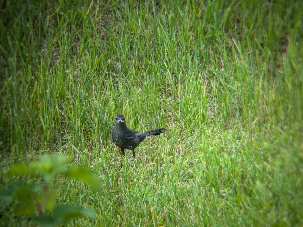 Gray Catbird - ML647090189