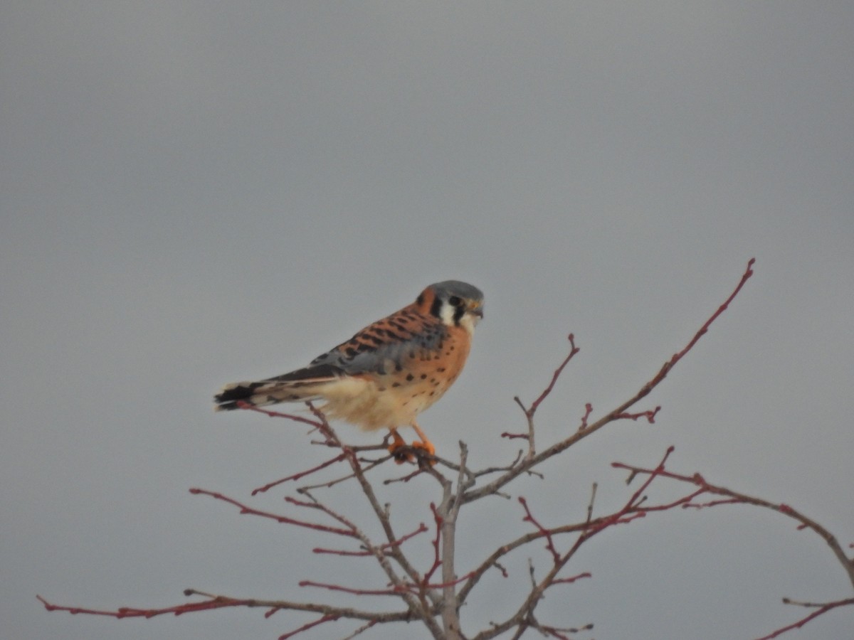 American Kestrel - ML647090197