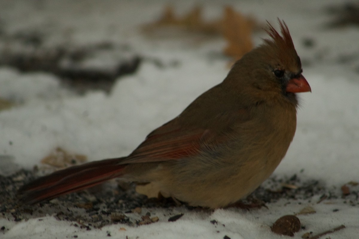 Northern Cardinal - ML647090200