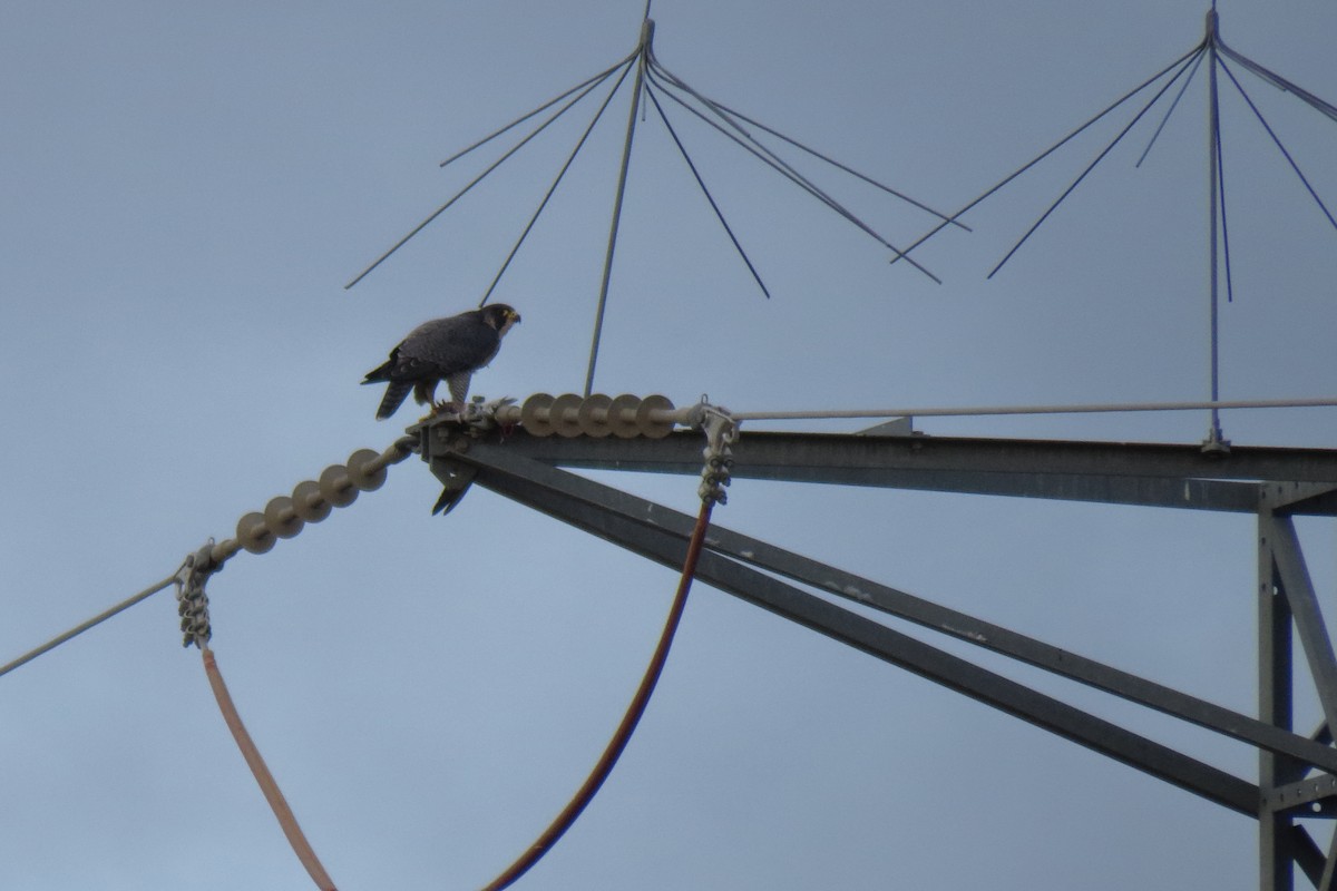 遊隼 - ML647090202