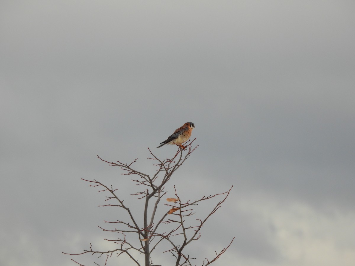 American Kestrel - ML647090203
