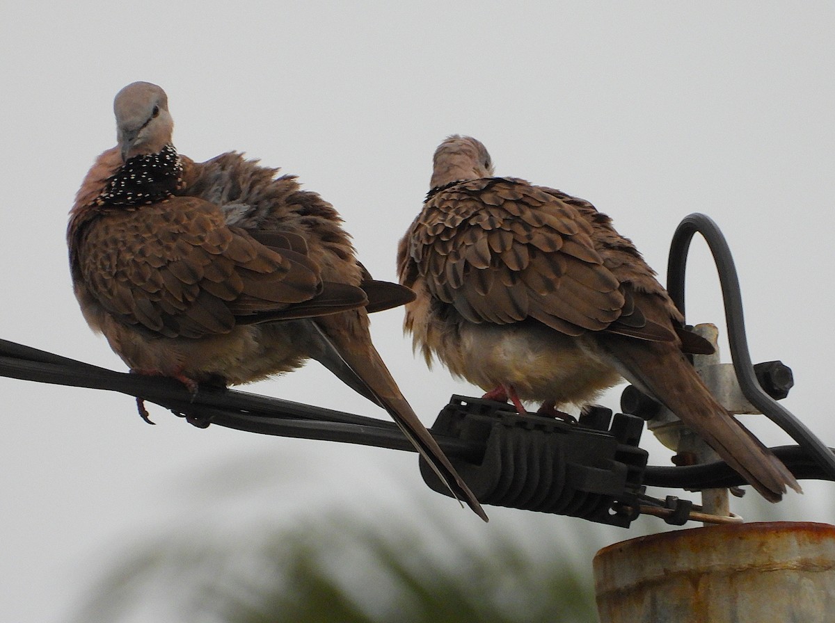 珠頸斑鳩 - ML647090204