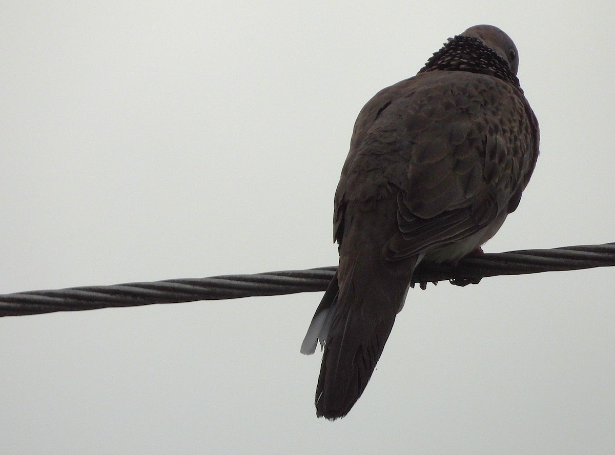 珠頸斑鳩 - ML647090205