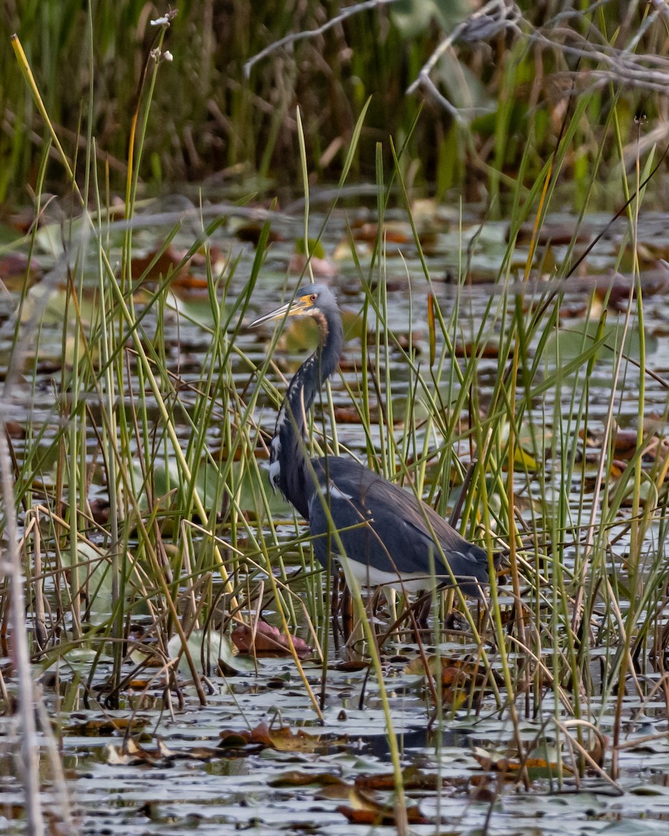 Tricolored Heron - ML647090206