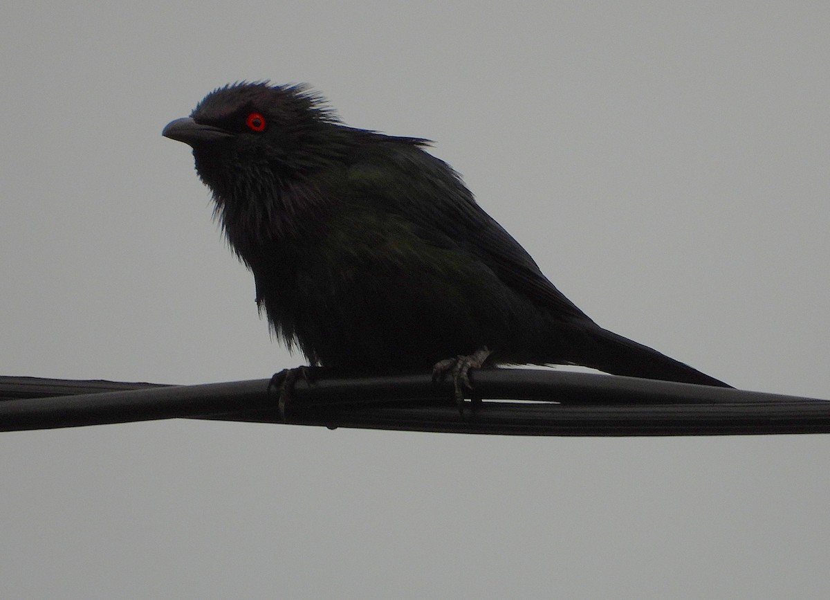 Metallic Starling - ML647090207