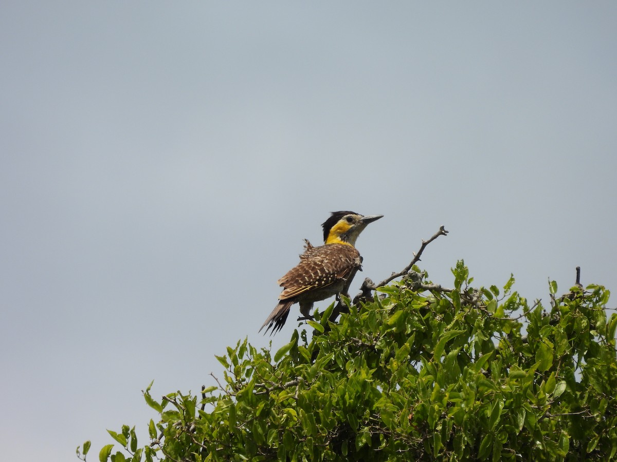 Campo Flicker - ML647090209