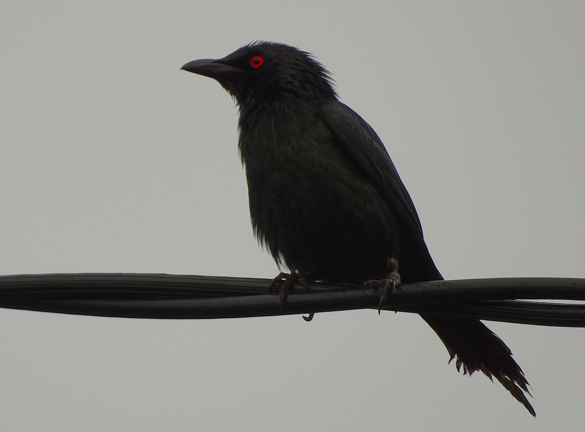 Metallic Starling - ML647090210