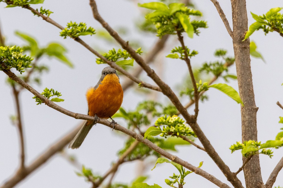 Silverbird - ML647090211