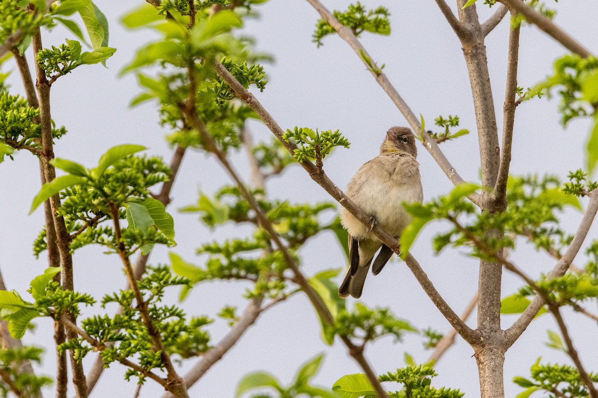 Yellow-spotted Bush Sparrow - ML647090212