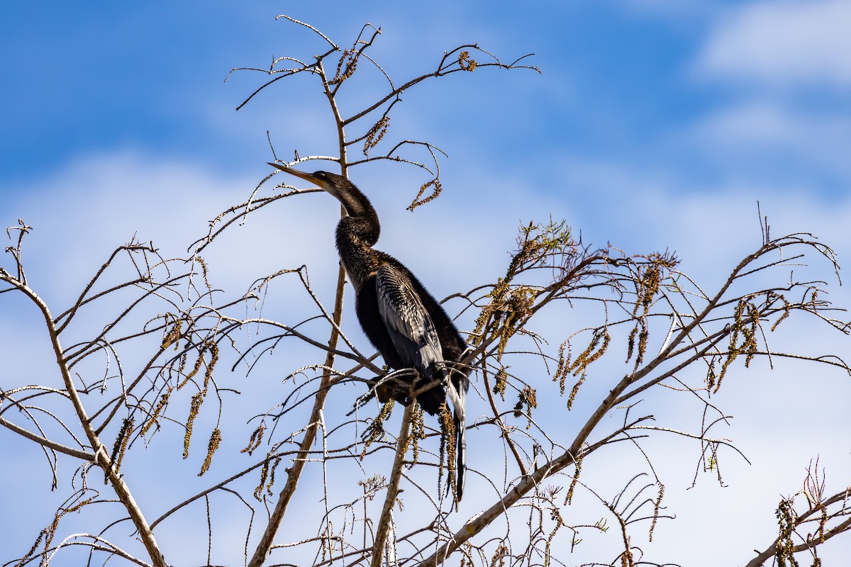 Anhinga - ML647090219