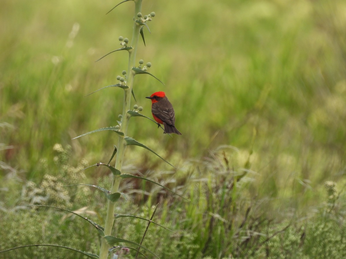 Vermilion Flycatcher - ML647090220