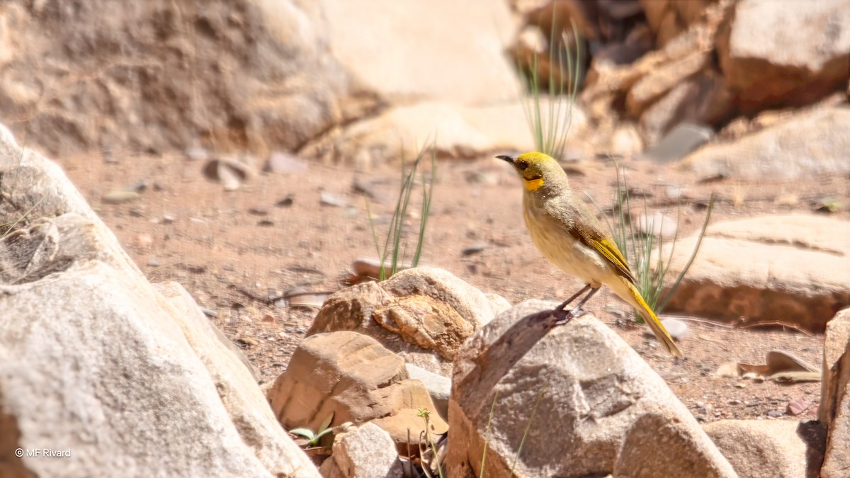 Gray-fronted Honeyeater - ML647090221
