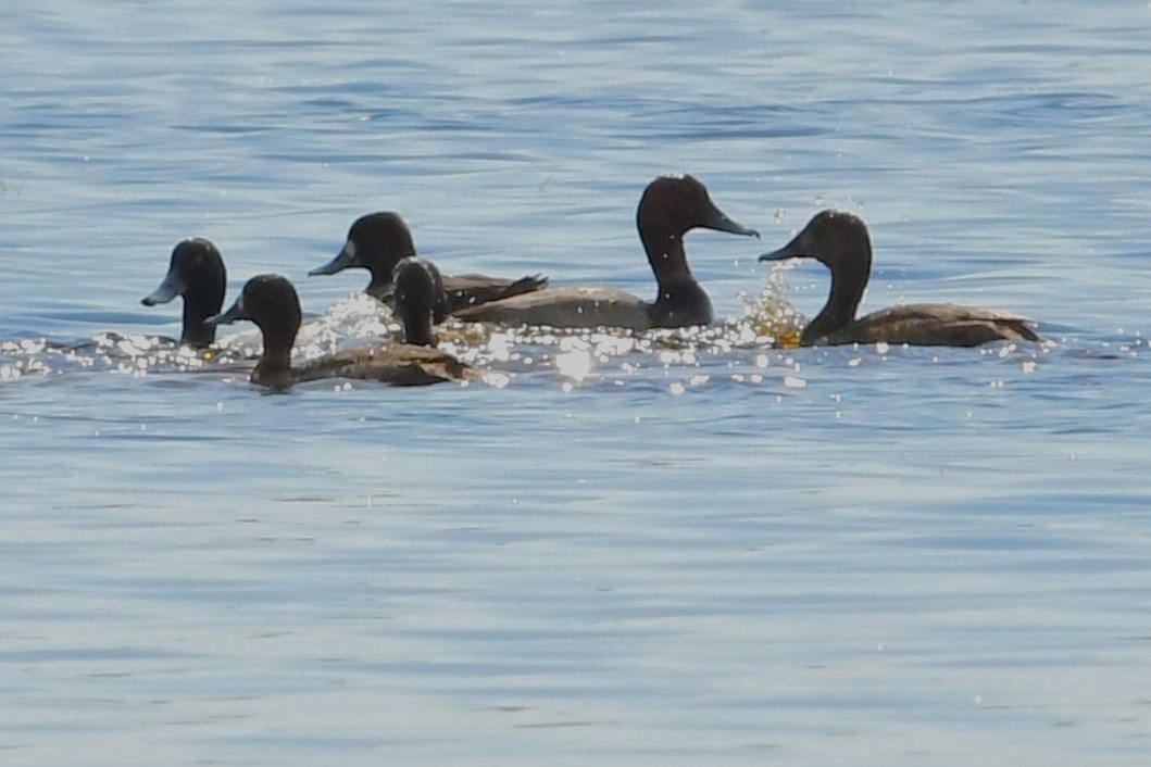 polák vlnkovaný - ML647090237