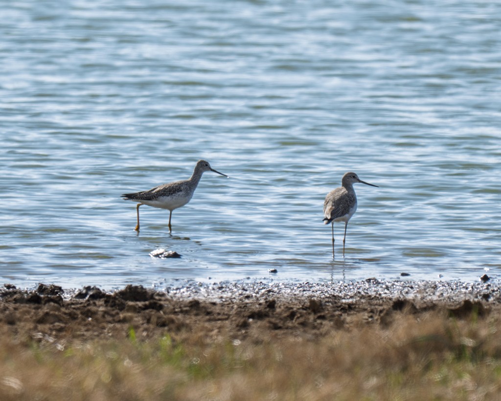 Greater Yellowlegs - ML647090244