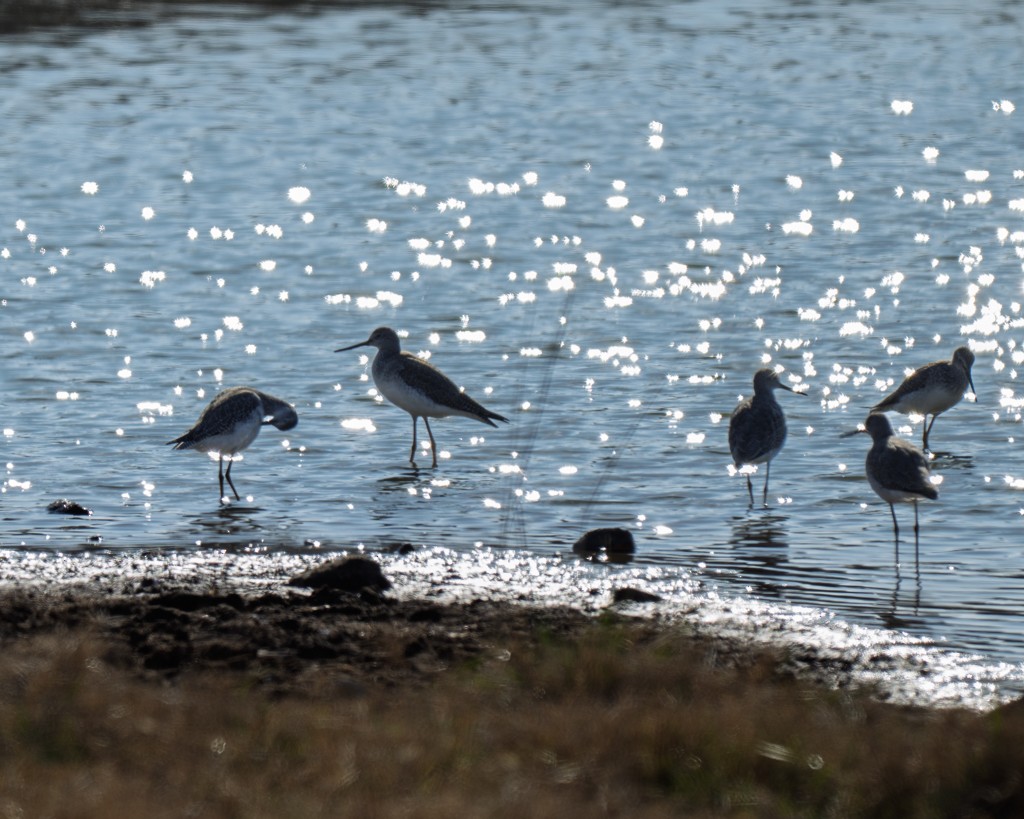 Greater Yellowlegs - ML647090245