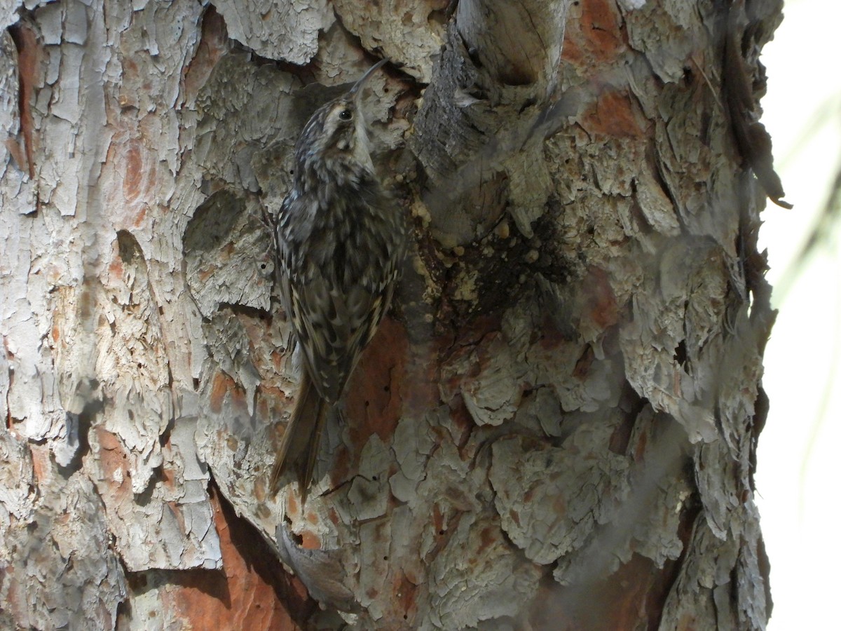 タンシキバシリ - ML647090251