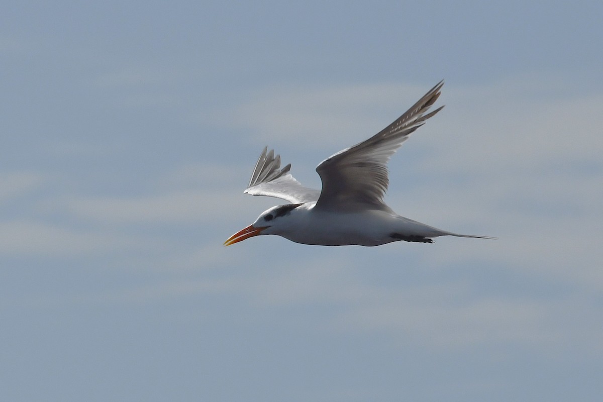 rybák královský - ML647090252