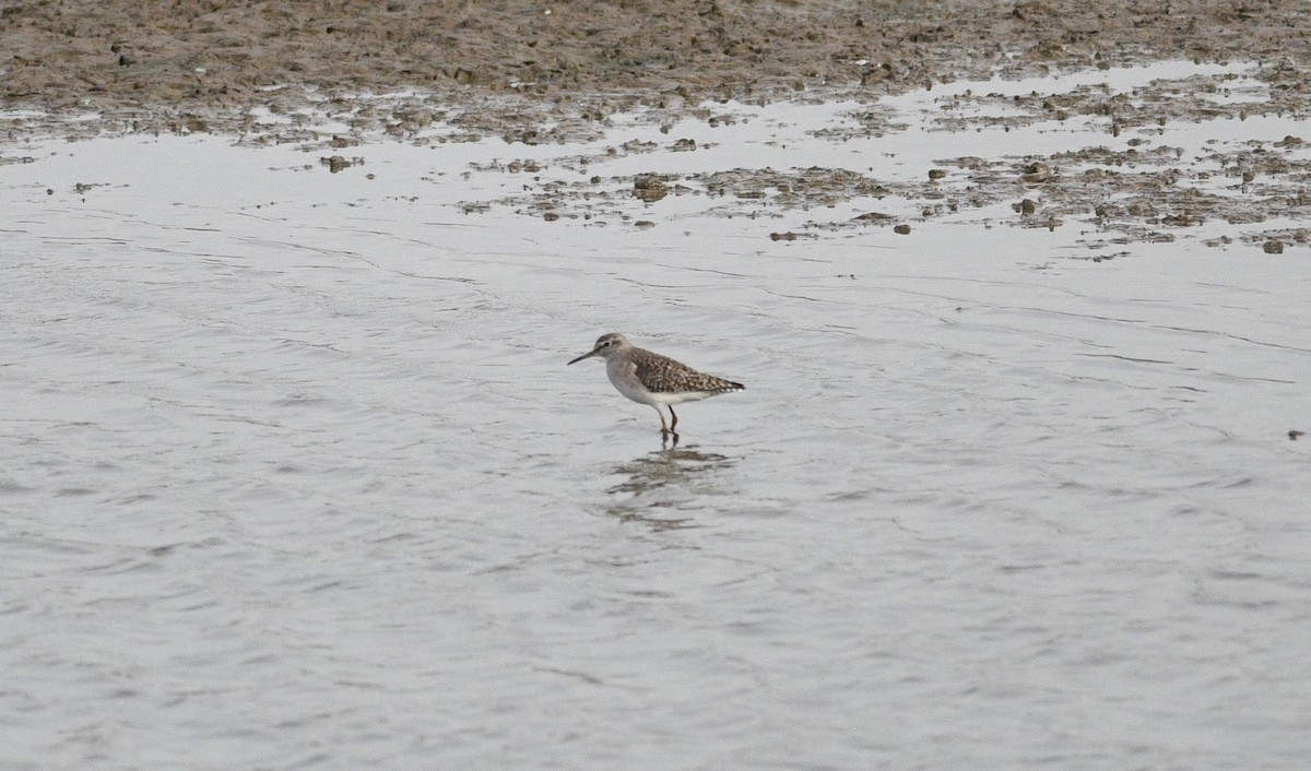 Bruchwasserläufer - ML647090253