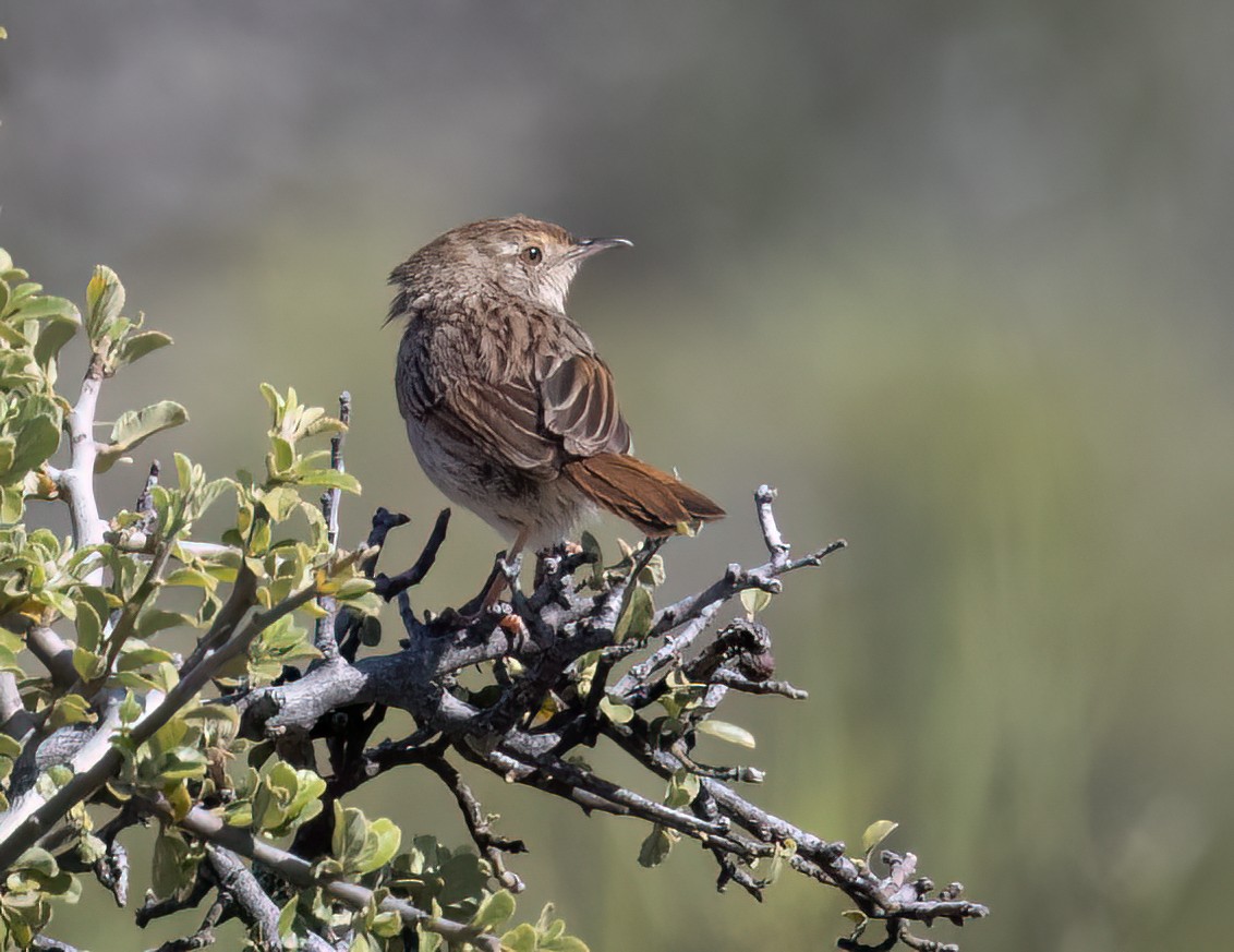 Gray-backed Cisticola - ML647090266