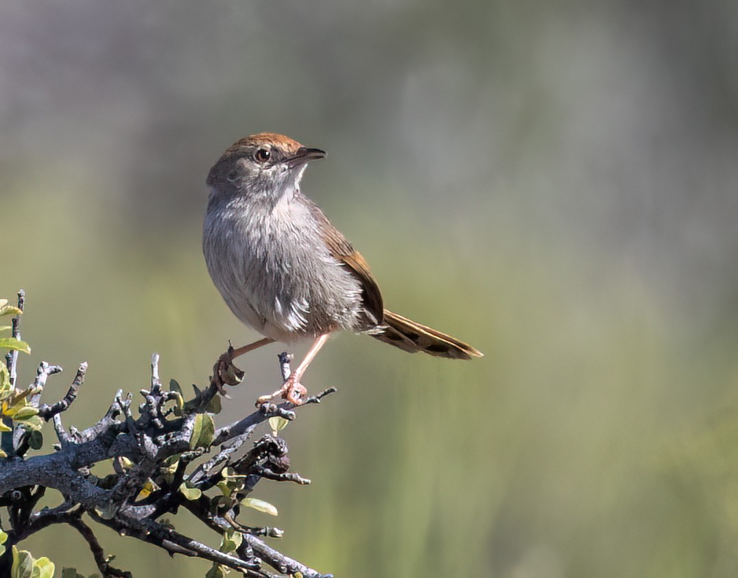 Gray-backed Cisticola - ML647090267