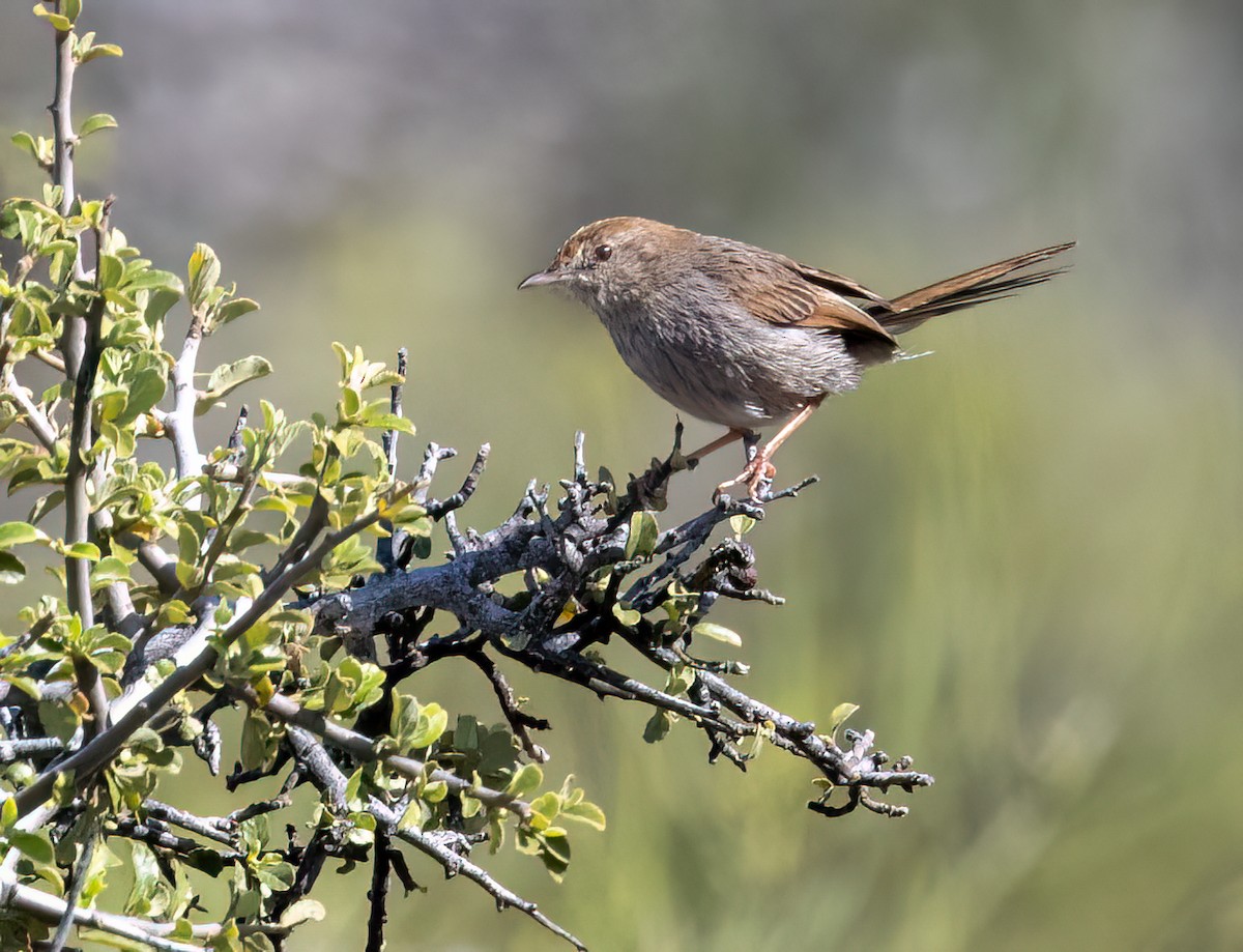 Gray-backed Cisticola - ML647090268
