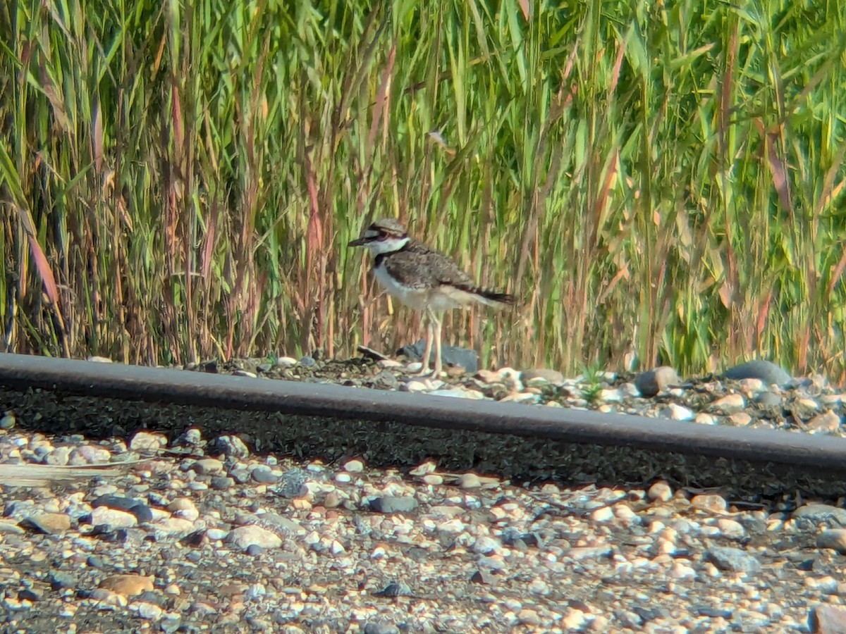 Killdeer - ML647090271