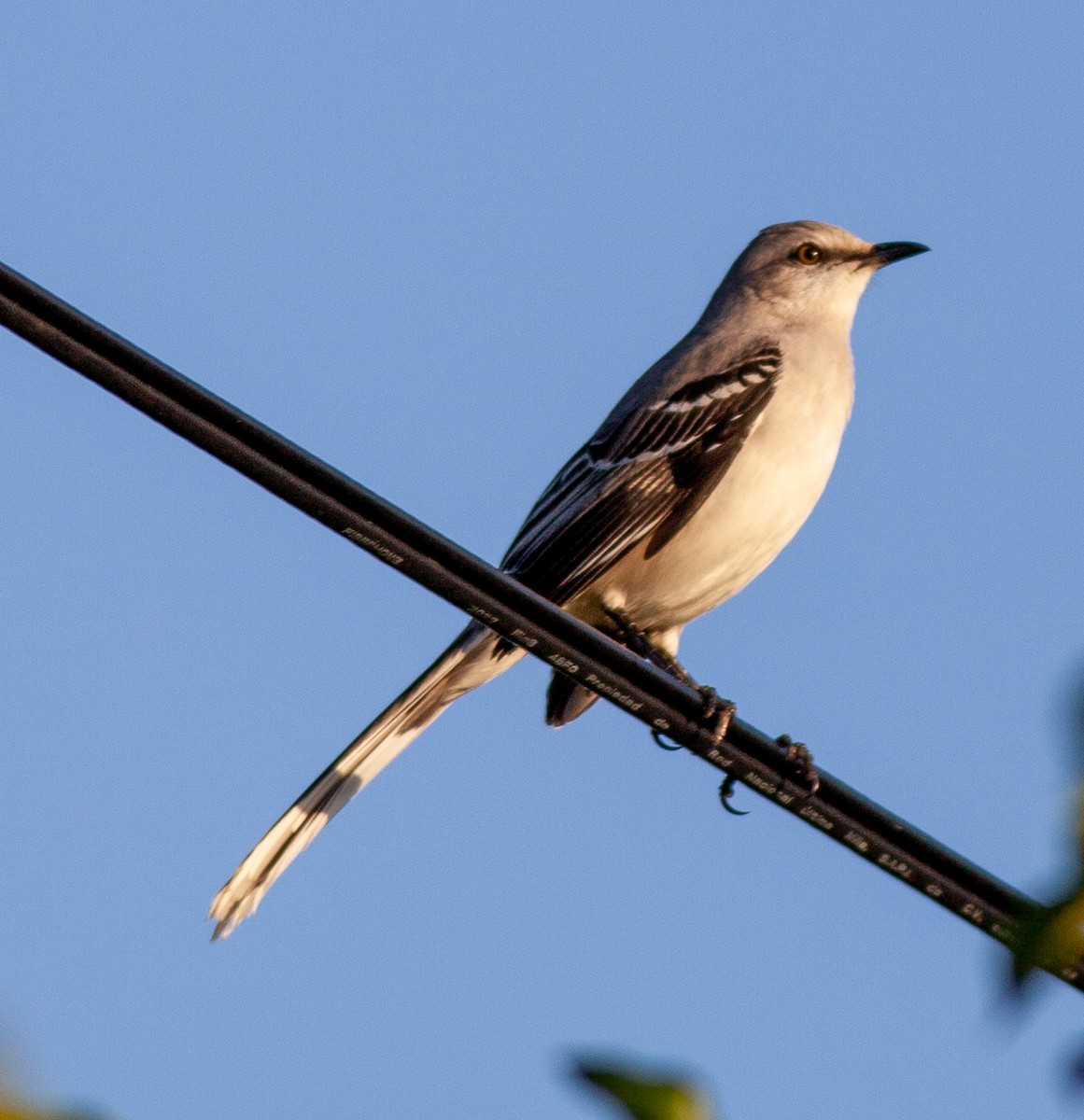 Tropical Mockingbird - ML647090277