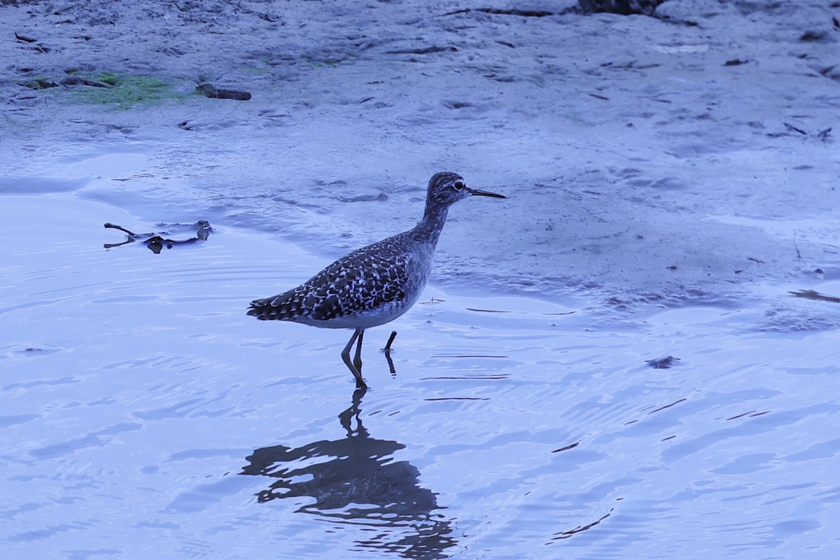 Bruchwasserläufer - ML647090281