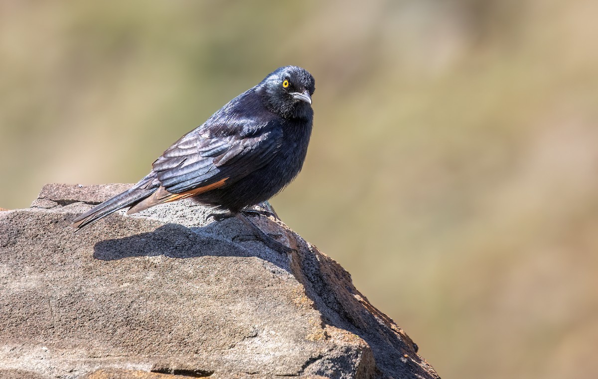 Бледнокрылый скворец - ML647090282