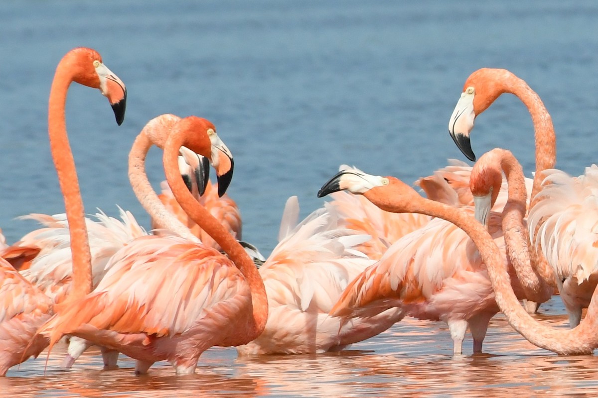 American Flamingo - ML647090283