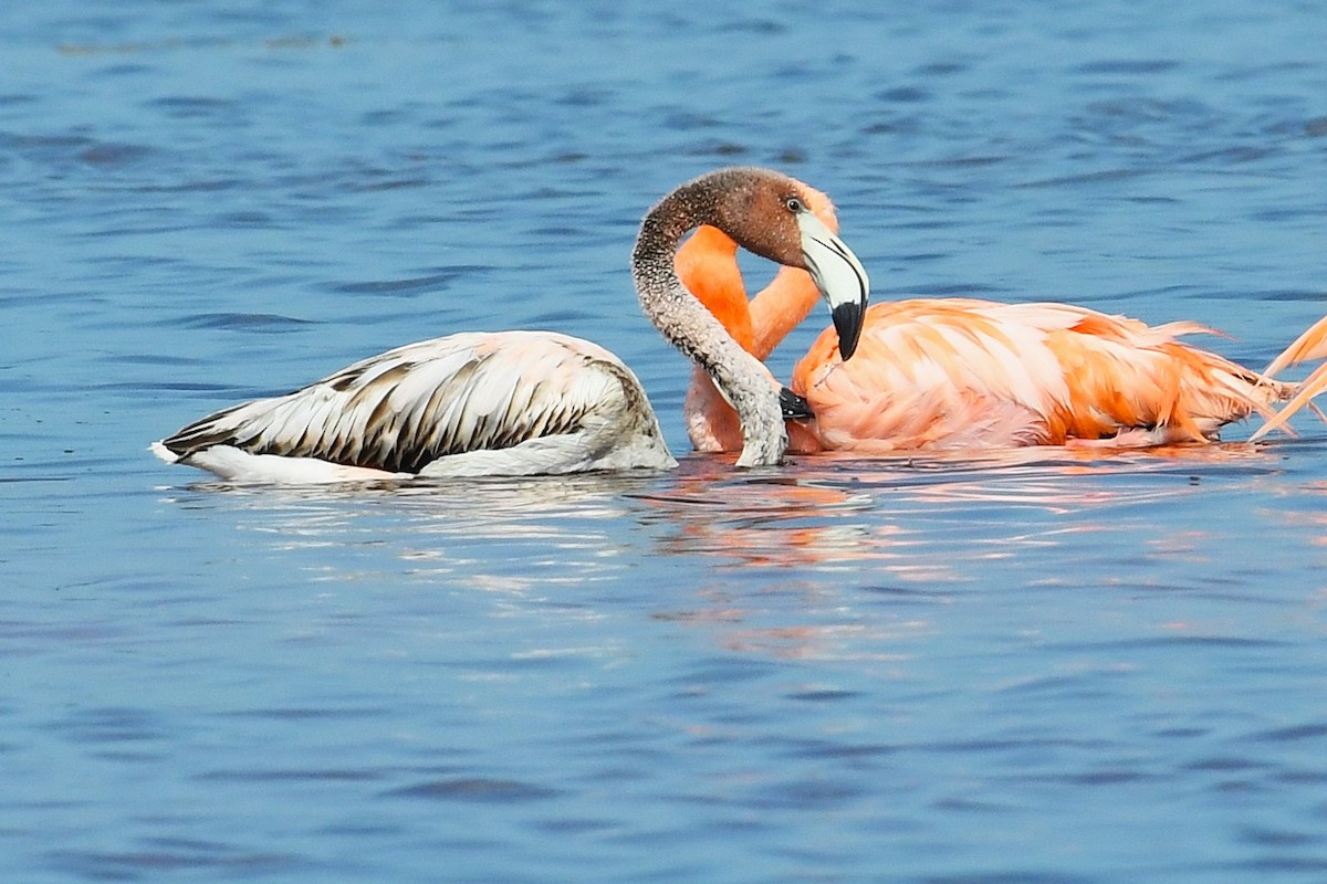 American Flamingo - ML647090284