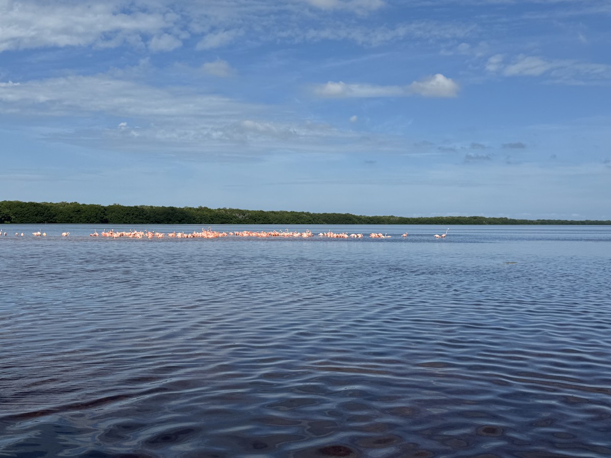 American Flamingo - ML647090285
