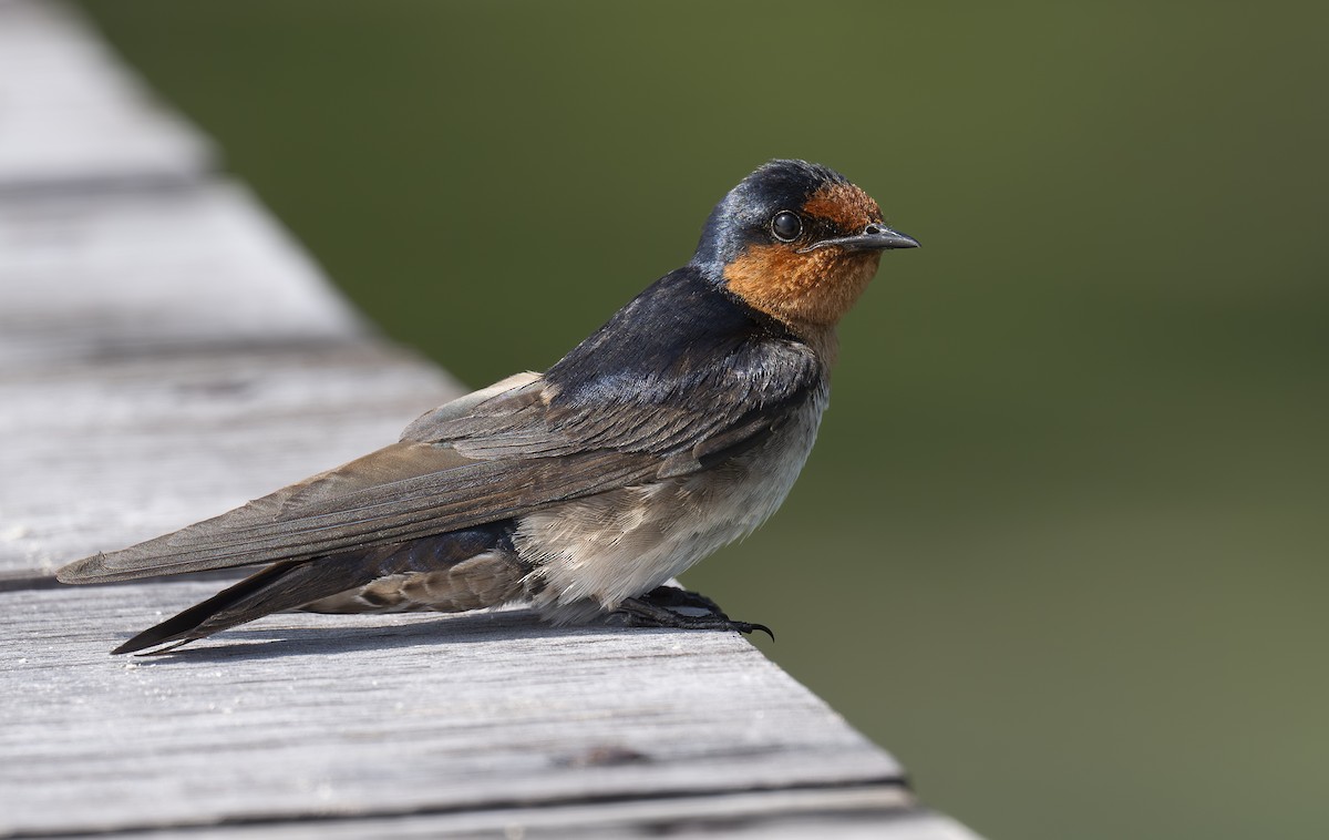 vlaštovka pacifická - ML647090290