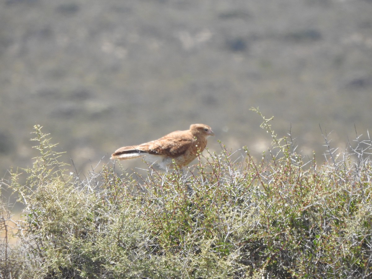 Chimango Caracara - ML647090311
