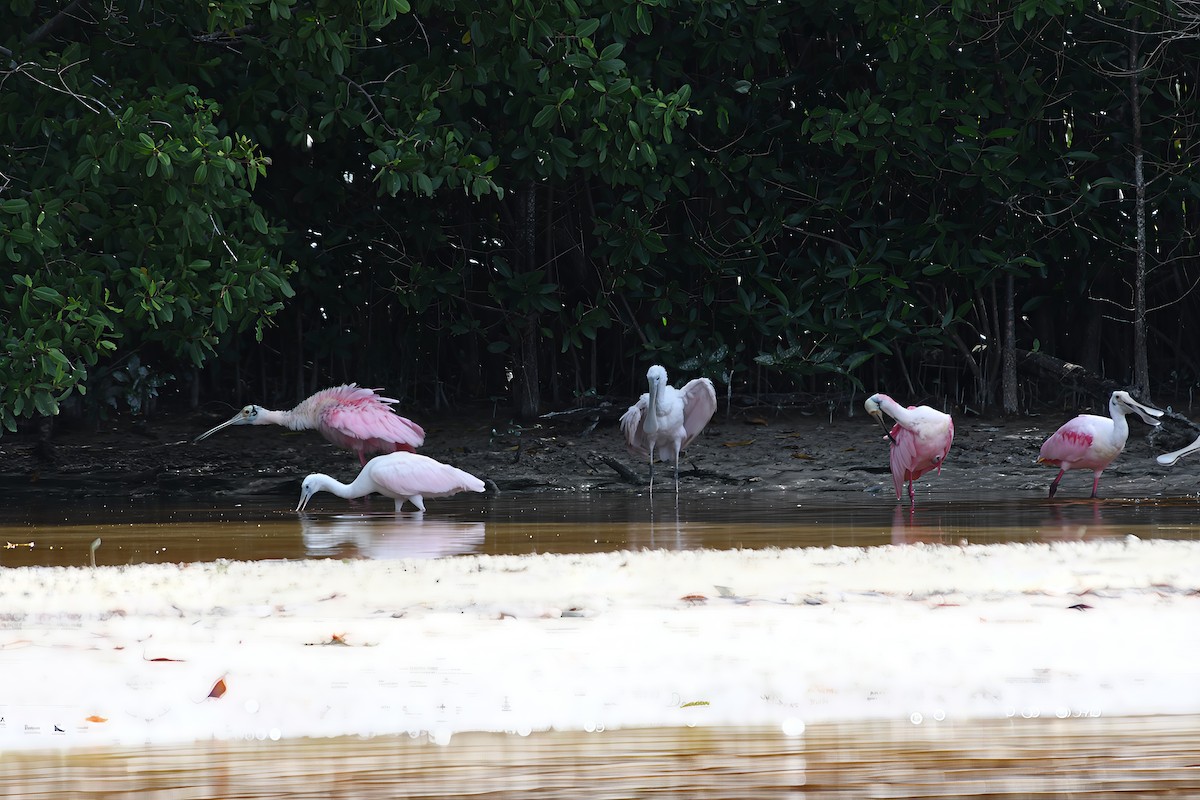 kolpík růžový - ML647090312