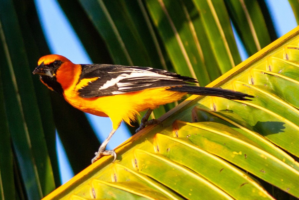 Altamira Oriole - ML647090324