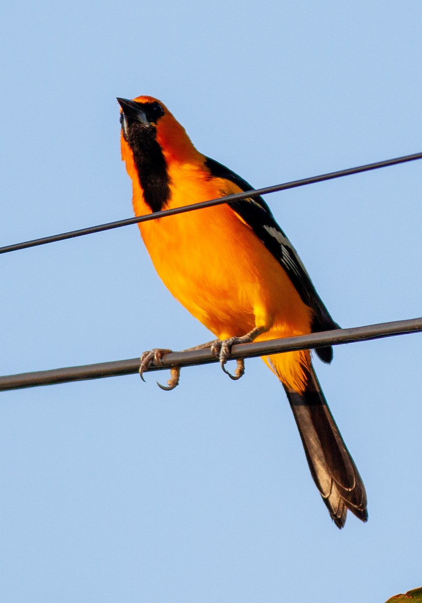 Altamira Oriole - ML647090325