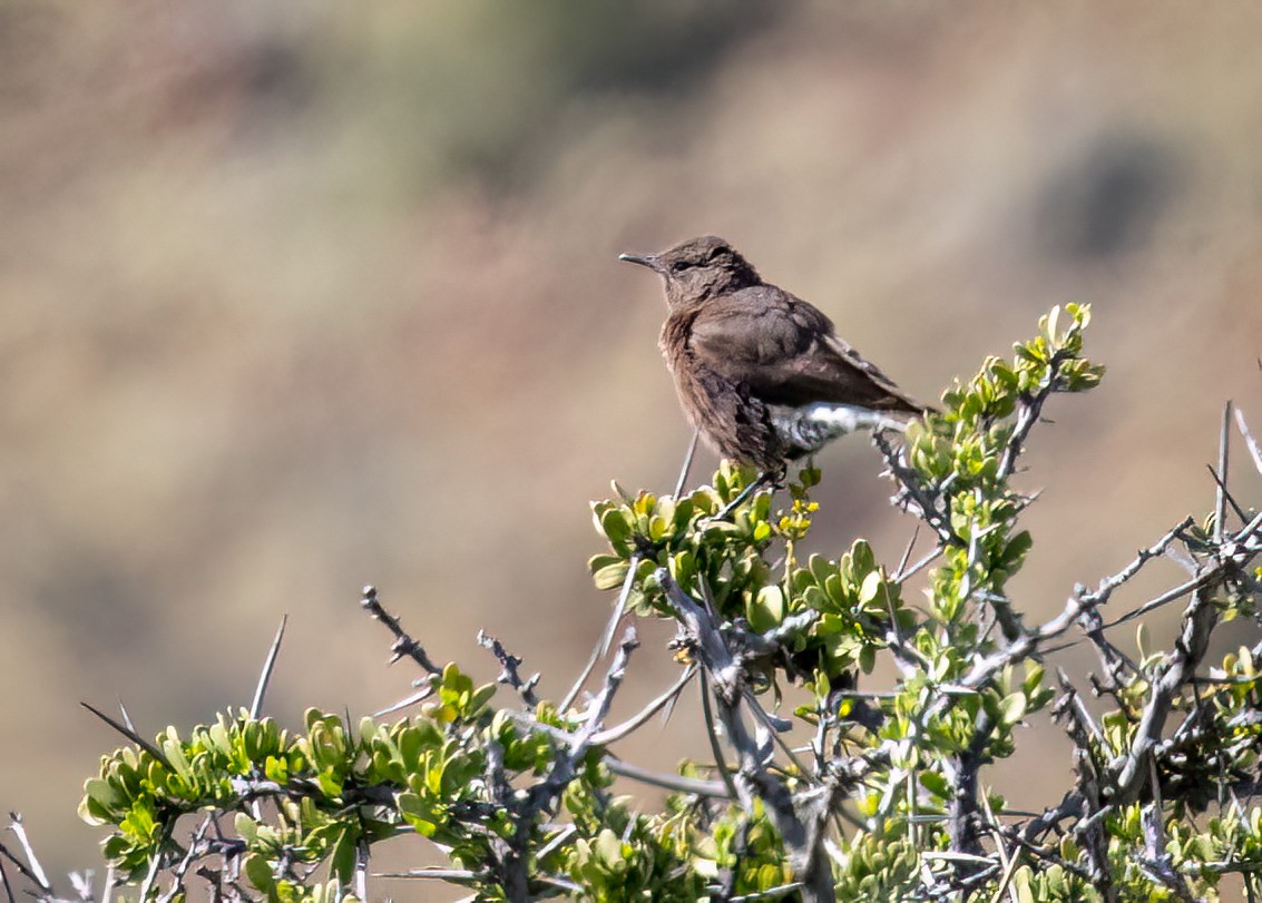 Mountain Chat - ML647090327