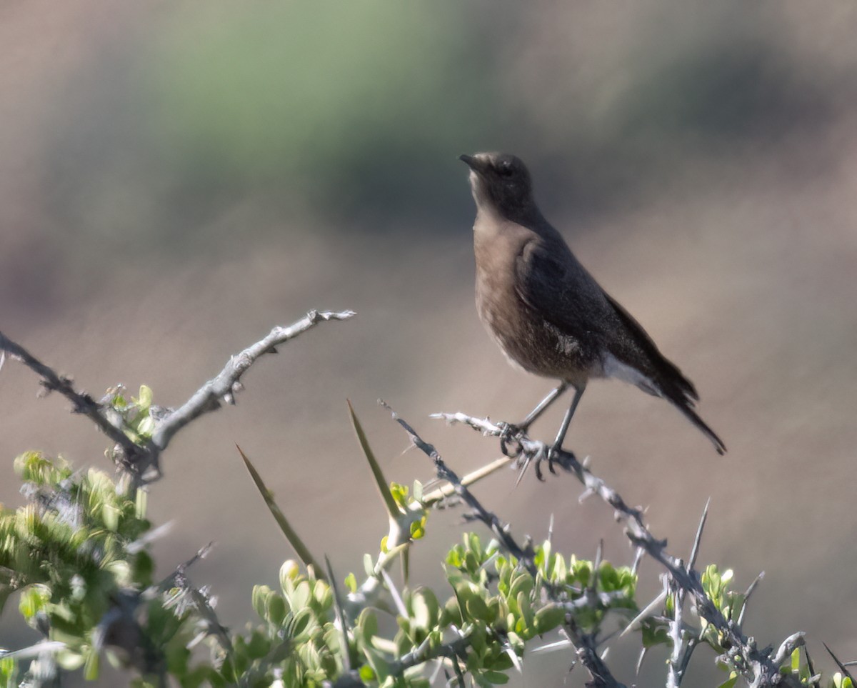 Mountain Chat - ML647090328