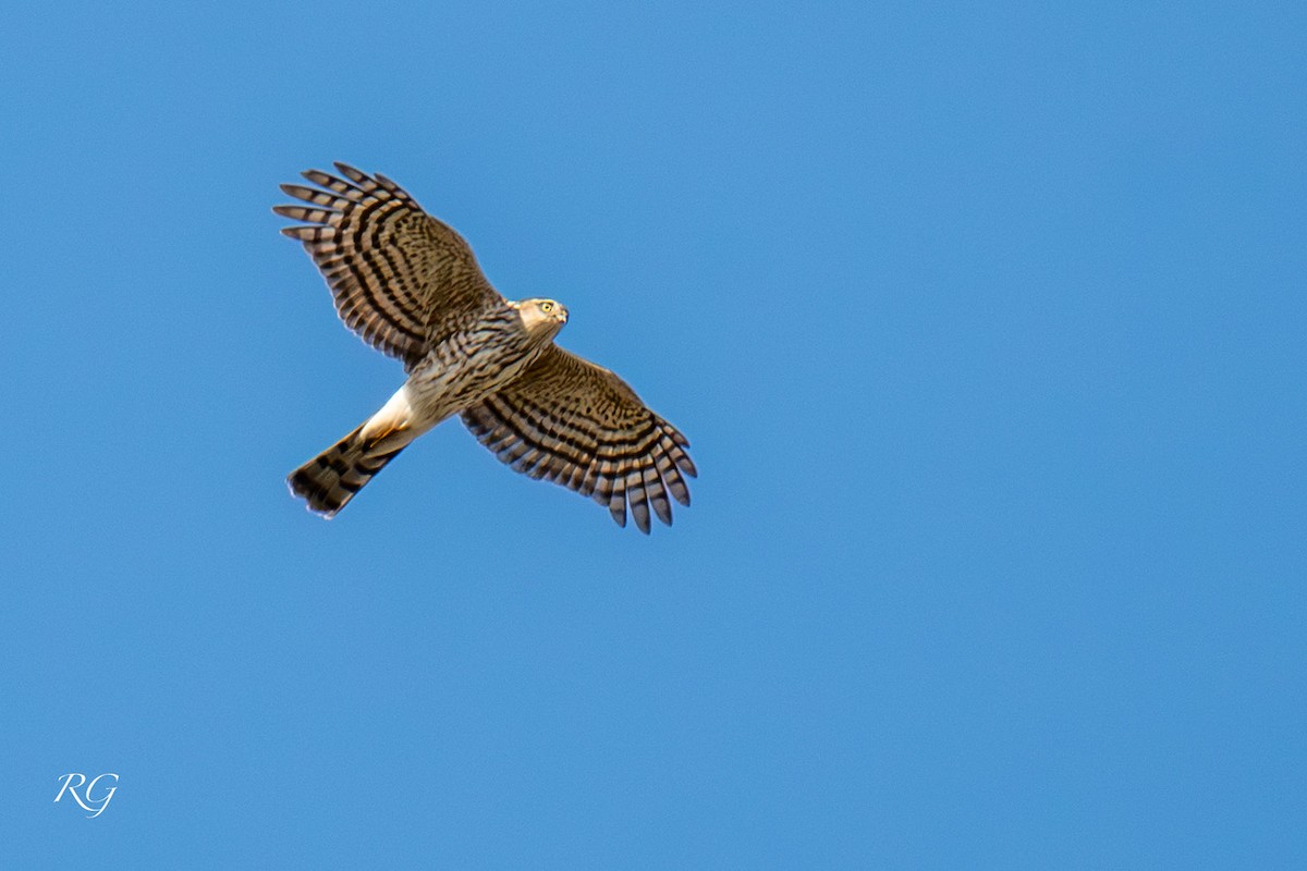 Sharp-shinned Hawk - ML647090341