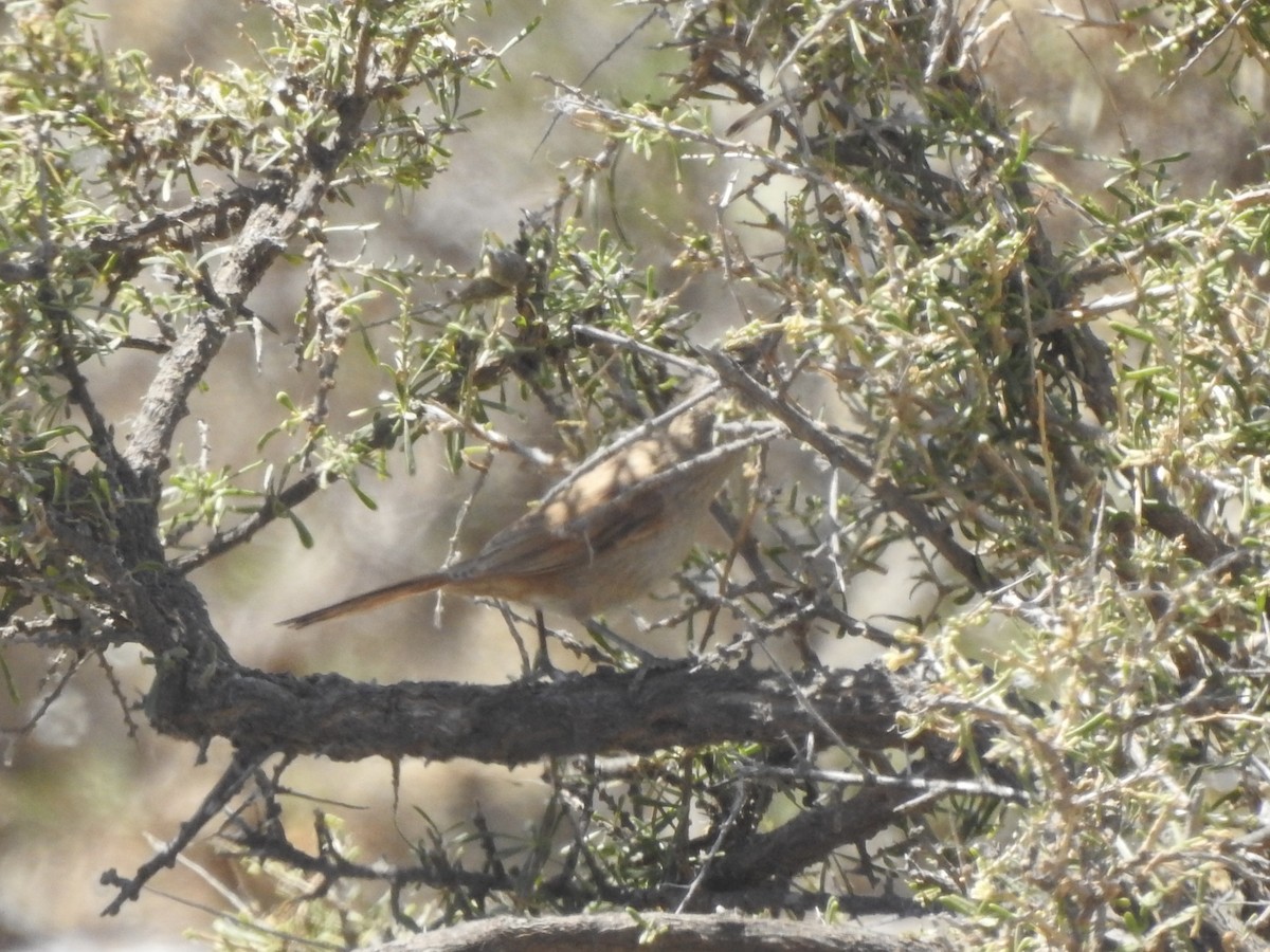 Sharp-billed Canastero - ML647090342