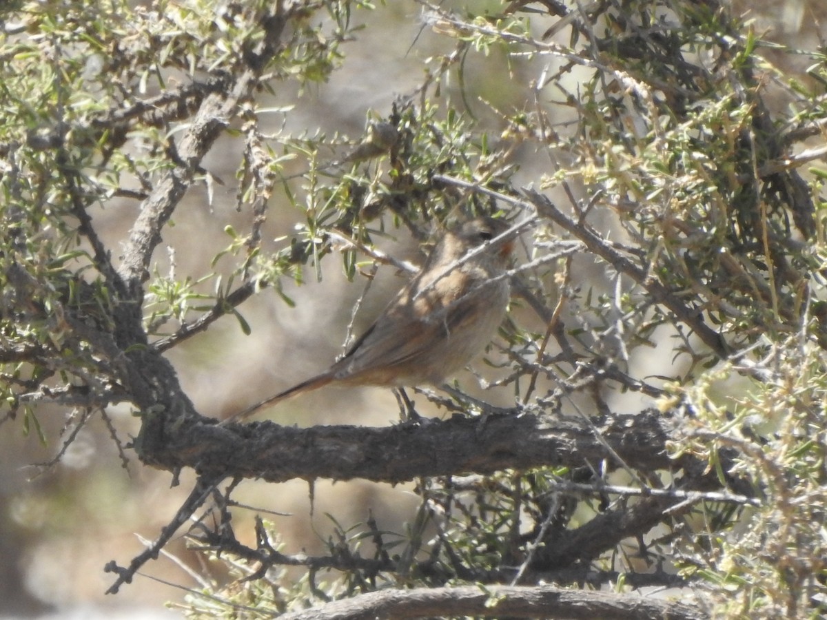 Sharp-billed Canastero - ML647090343