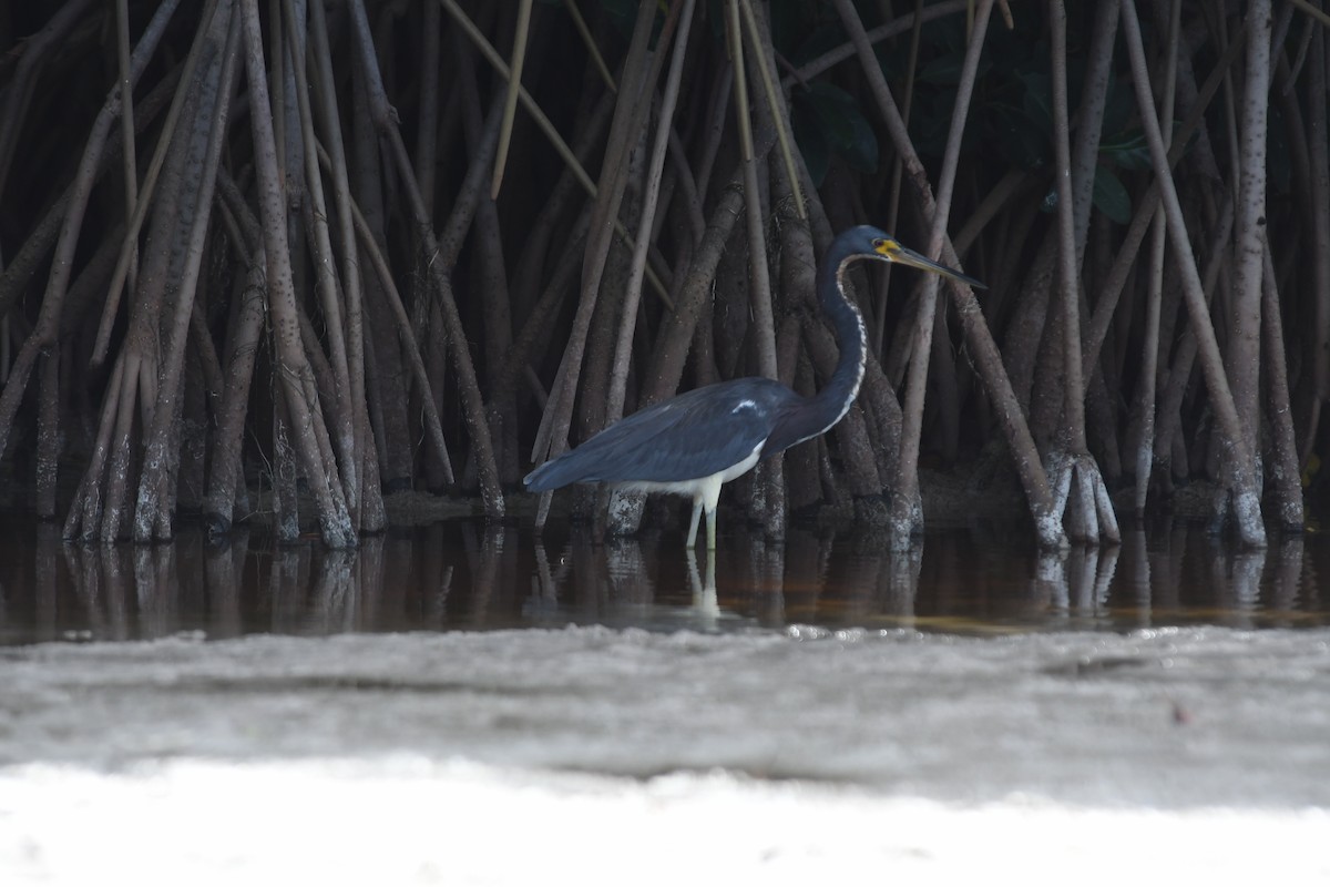 volavka tříbarvá - ML647090346