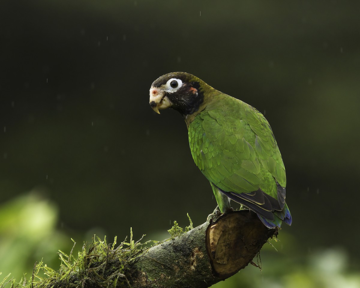 Brown-hooded Parrot - ML647090347