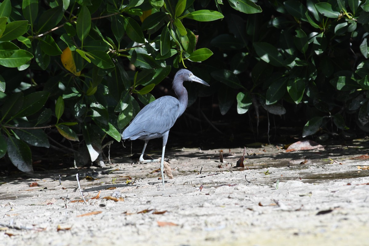 volavka modrošedá - ML647090350