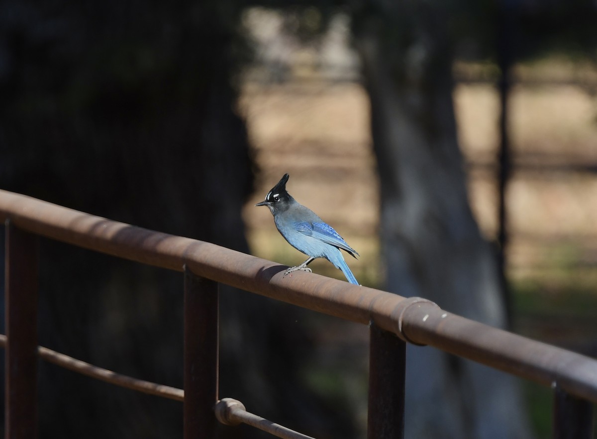 Steller's Jay - ML647090351