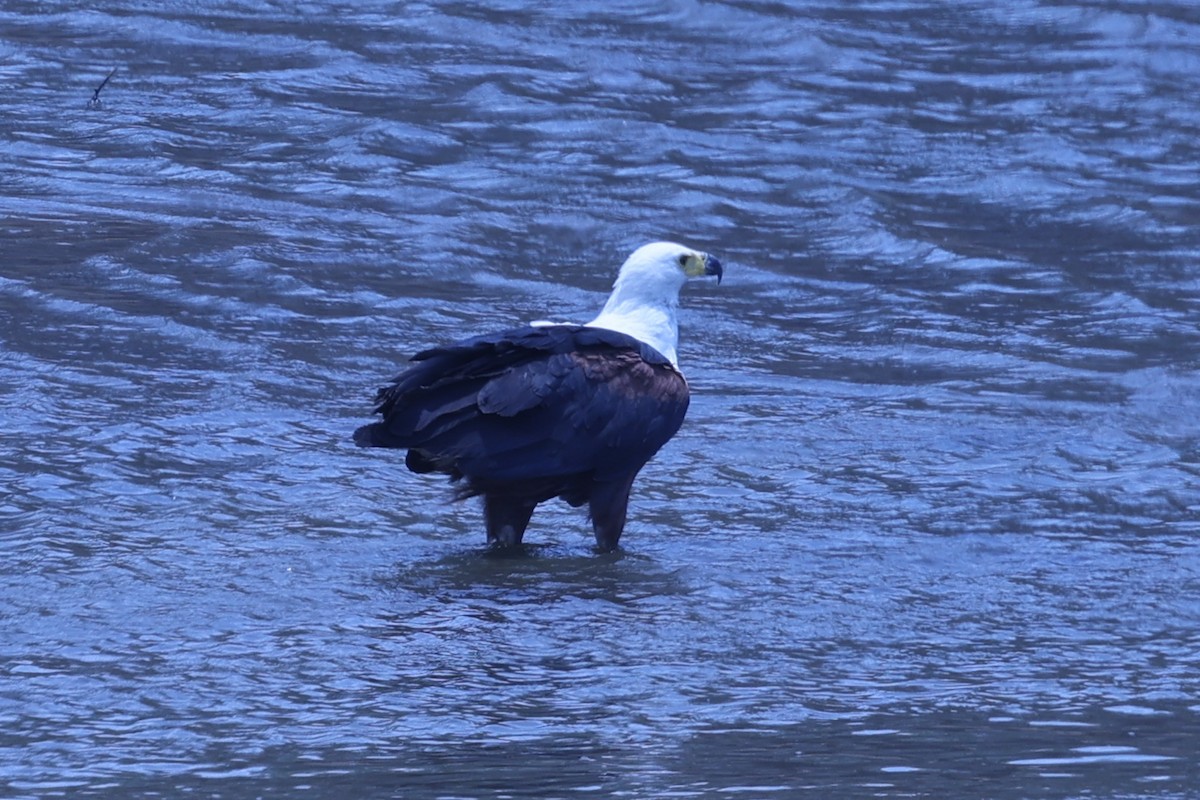 flodørn - ML647090355