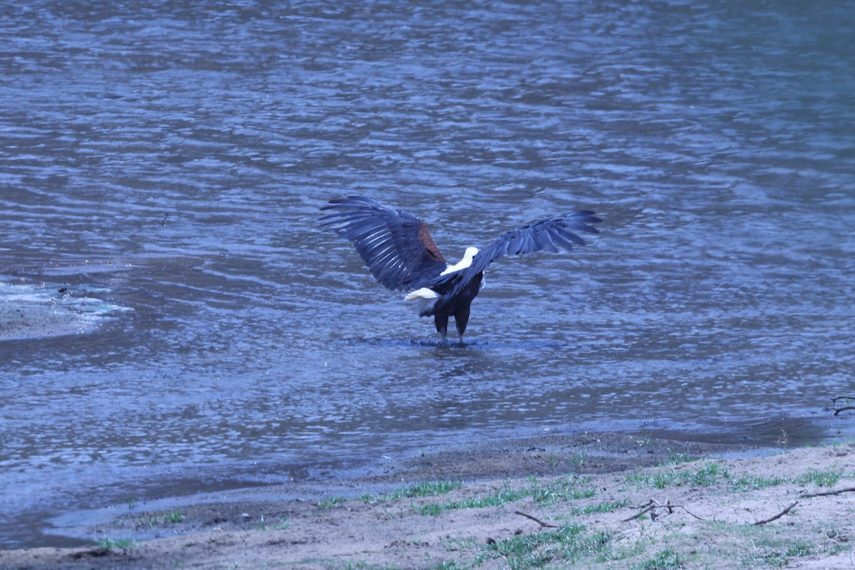 flodørn - ML647090356