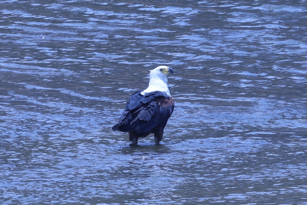 flodørn - ML647090357